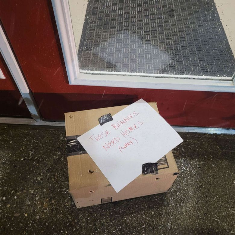 Illustration de l'article : Ils craignent le pire en découvrant un carton devant une clinique vétérinaire et censé contenir des lapins abandonnés